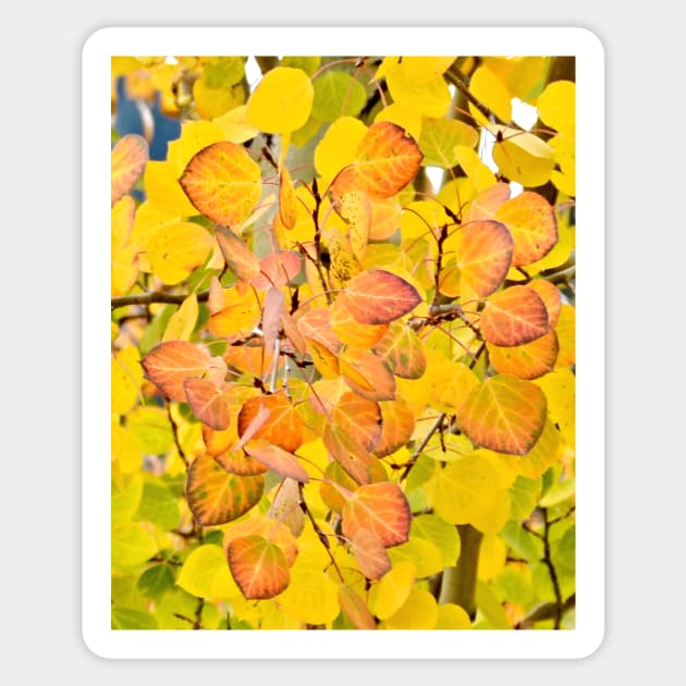 Fall Aspen Leaves Sticker by Scubagirlamy